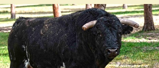Toro Linero
